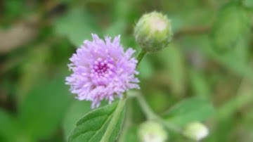 Cây Hoa Cứt Lợn - Hoa ngũ sắc - cây cỏ hôi