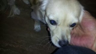 Summerlin-Las Vegas Dog Sitter Superstar Pet Services Presents Lychee Mai-Li