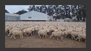 Paraway Pastoral Barton A 8621