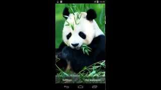 Cute Panda Live Wallpaper screenshot 2