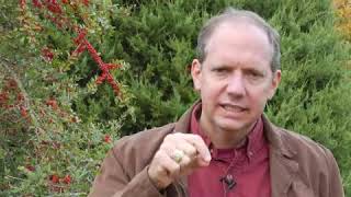What Does an Aphid Look Like? screenshot 5