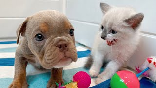 Kittens Meet Blind French Bulldog Puppies *GONE WRONG*