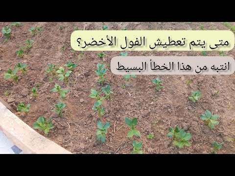 متى يتم تعطيش الفول الأخضر الموعد المناسب للتعطيش إنتبه من هذا الخطأ البسيط لكل الناس الي بتسأل