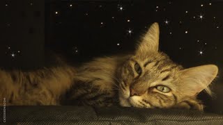 How to Make a Starry Sky Cat Bed by Cat Lessons 20,030 views 6 years ago 4 minutes, 10 seconds