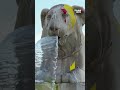 Activists vandalize Rome&#39;s historic lion fountain in circus animal protest