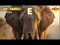 👉 A–Z Giant Animals | Meet the Biggest Creatures on Earth! (Kids Learning song)