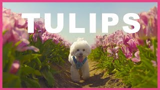 Woodenshoe Tulip Festival l 미국 포틀랜드 튤립축제 | Bichon Frise by 토토야어디가? 251 views 3 years ago 2 minutes, 44 seconds