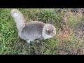 Floofius Buttius - A Wildlife Documentary