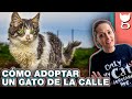 CÓMO ADOPTAR A UN GATO DE LA CALLE 😻 LA GATERÍA TV