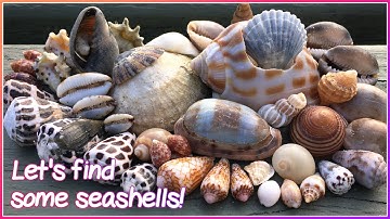 Finding Seashells at Low Tide | Rare Zigzag Cowrie & Textile Cones