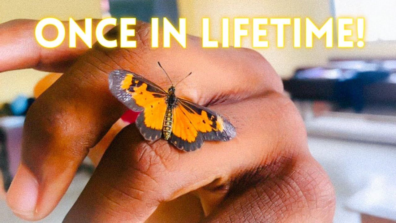 The Emotional "Gospel" Butterfly... YouTube