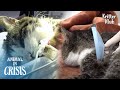 Poor Cat Whose Neck Is Stuck In Plastic Funnel Begs For Life To Doctor | Animal in Crisis EP199