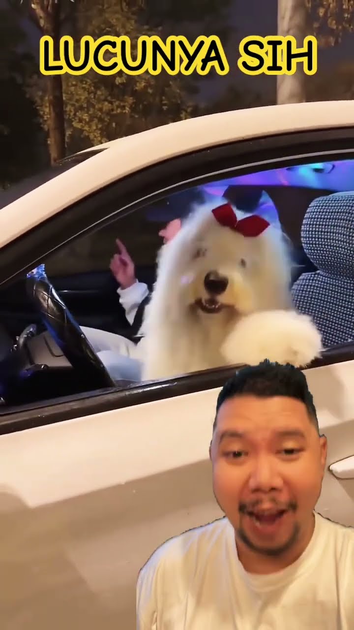 GOYANG APT GEMES BANGET GUKGUK!!!?? #pets #cute #funny #shortsfeed #dog