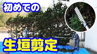 【藤原産業】初めての生垣剪定に挑戦!!便利な道具【電動バリカン】や【枝打ち鋸】が登場します!!