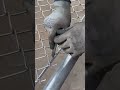 Chain-Link Fence Wire End Bending &amp; Securing
