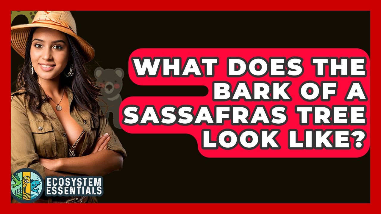 What Does The Bark Of A Sassafras Tree Look Like? - Ecosystem Essentials