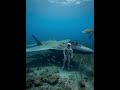 Washed Ashore: A Pilot's Mysterious Story। #America #unitedstates #usa #uk