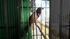 Mp3 Mp3 Burung Dudut Download Kumpulan Lagu India Lonceng Cinta