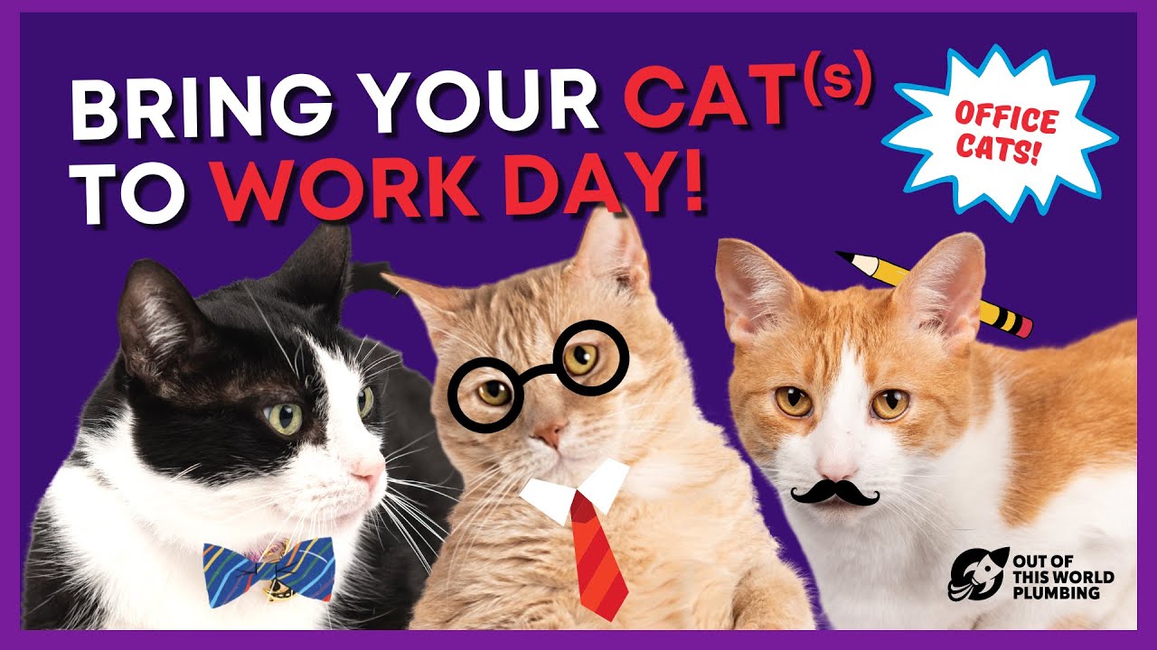 Bring Your Cat to Work Day! Out Of This World Plumbing YouTube