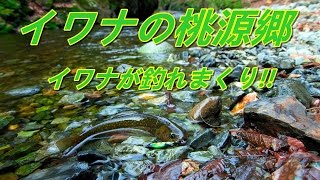 STREAM LURE FISHING イワナの桃源郷 STREAM LURE FISHING イワナの桃源郷