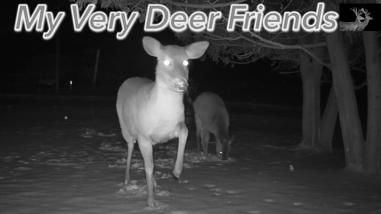 My Deer Friends Eating Branches #wildlife #deer