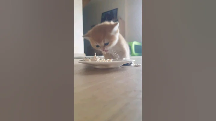 Video 2972861: cat kitten munchkin britishshorthair, munchkin britishshorthair cat animals, britishshorthair munchkin animals funny, cat munchkin baby kitten