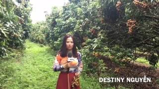 PHÓNG SỰ CỘNG ĐỒNG: Ghé thăm vườn trái cây của người Việt tại tiểu bang Florida