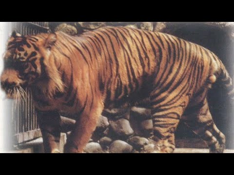 Vídeo: O tigre balinês é uma subespécie extinta