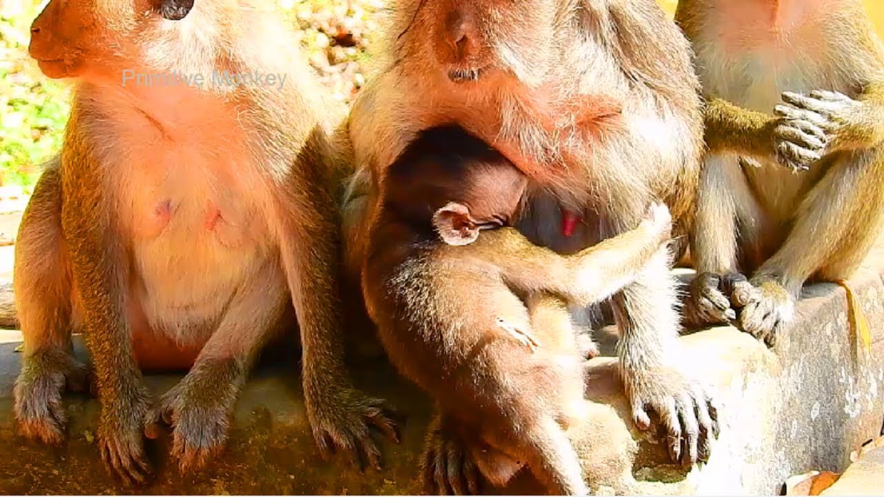 Poor Baby Monkey Timo, How Baby Timo Life With Amari Monkey Troop!