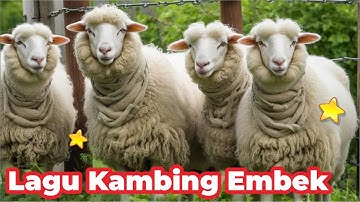 KAMBING, SAPI, KAMBING LUCU YANG BANYAK, SAPI LUCU LAGU SELAMAT ULANG TAHUN, SAPI MOO JOGET