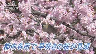 都内各所 早咲きの桜見頃