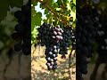 Grapes 🍇 yard 😋. Ready for harvesting. Did you visited such beautiful places.