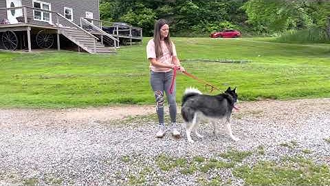 How to teach leash pressure using a prong collar