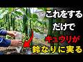 キュウリを大豊作にする栽培の秘訣――たった一つの習慣で、どの節にも房状に実る！ | 空海の教え