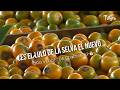 ¿Es el LULO DE LA SELVA el nuevo "oro verde" de Colombia? 💰- TvAgro por Juan Gonzalo Angel