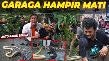 GARAGA - GOLDHI NIAT KAWIN MALAH NYAWA TARUHANNYA. HAMPIR SAJA...