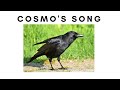 Cosmo&#39;s Song