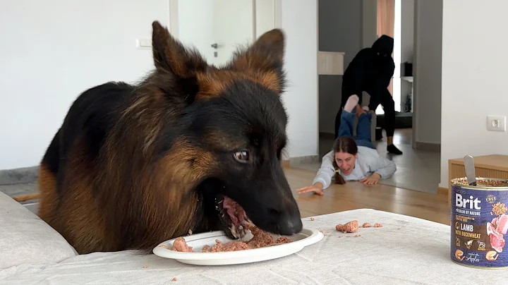 Will My German Shepherd Protect Me from a Burglar?