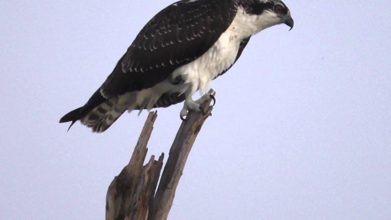 Sunrise at Zorinsky Lake YouTube