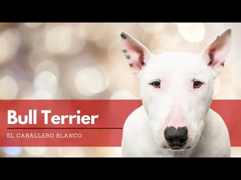 Bull Terrier - Características de la Raza | Terránea Bull Terrier. Origen, Características, Alimentación, Cuidados Y Curiosidades