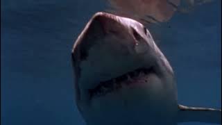 Shark Attack 3: Megalodon(2002) - Baby Megalodon screen time