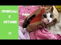 Смешные КОТЫ КОТИКИ КОТЯТА Приколы с животными #74