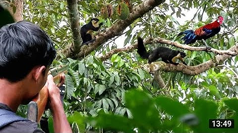 Yos Hav Zoov - Hunting ยิงไก่ปา่ #เสียงไก่ตัวเมีย  #labuyo #nature ฅ jungle boy kuansing partridge