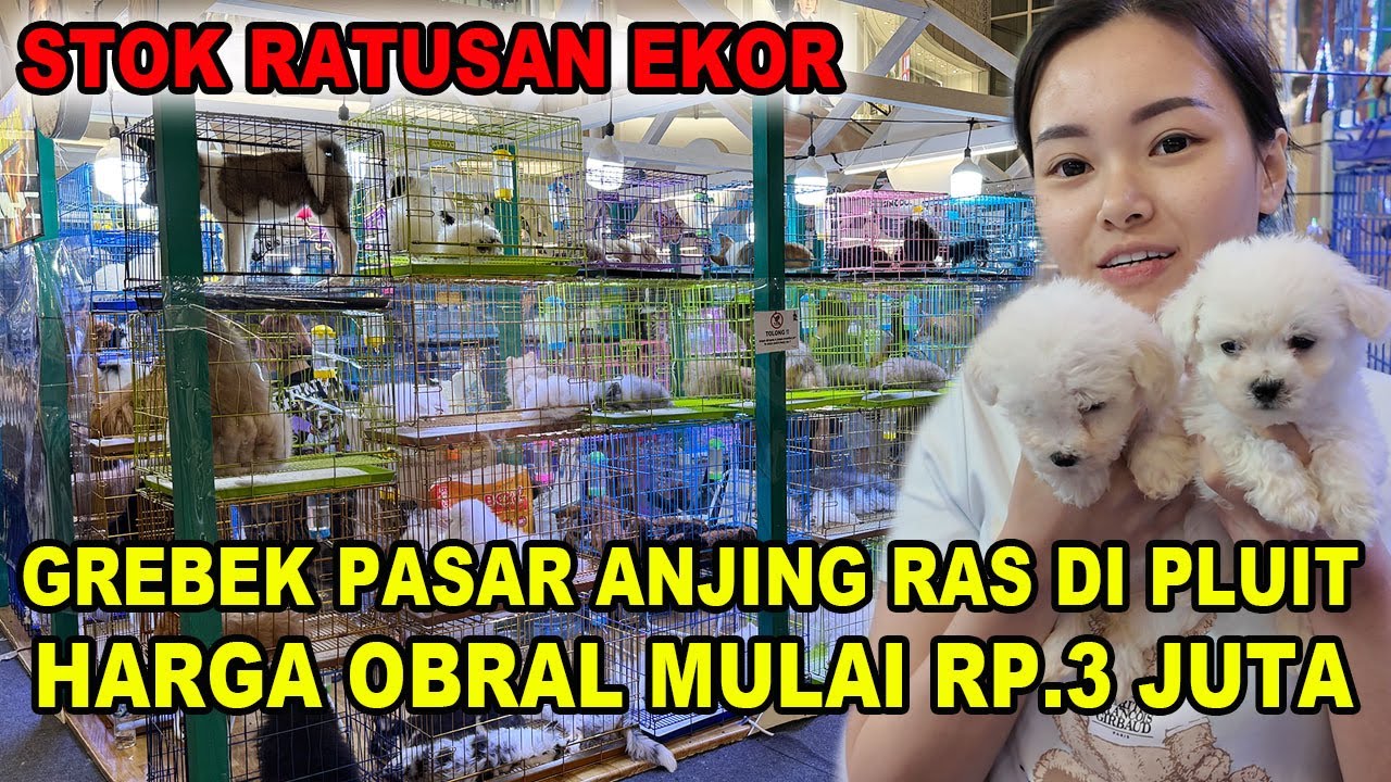 Semua DIjual Murah - Stok Ratusan Ekor Di Pasar Anjing Ras Pluit