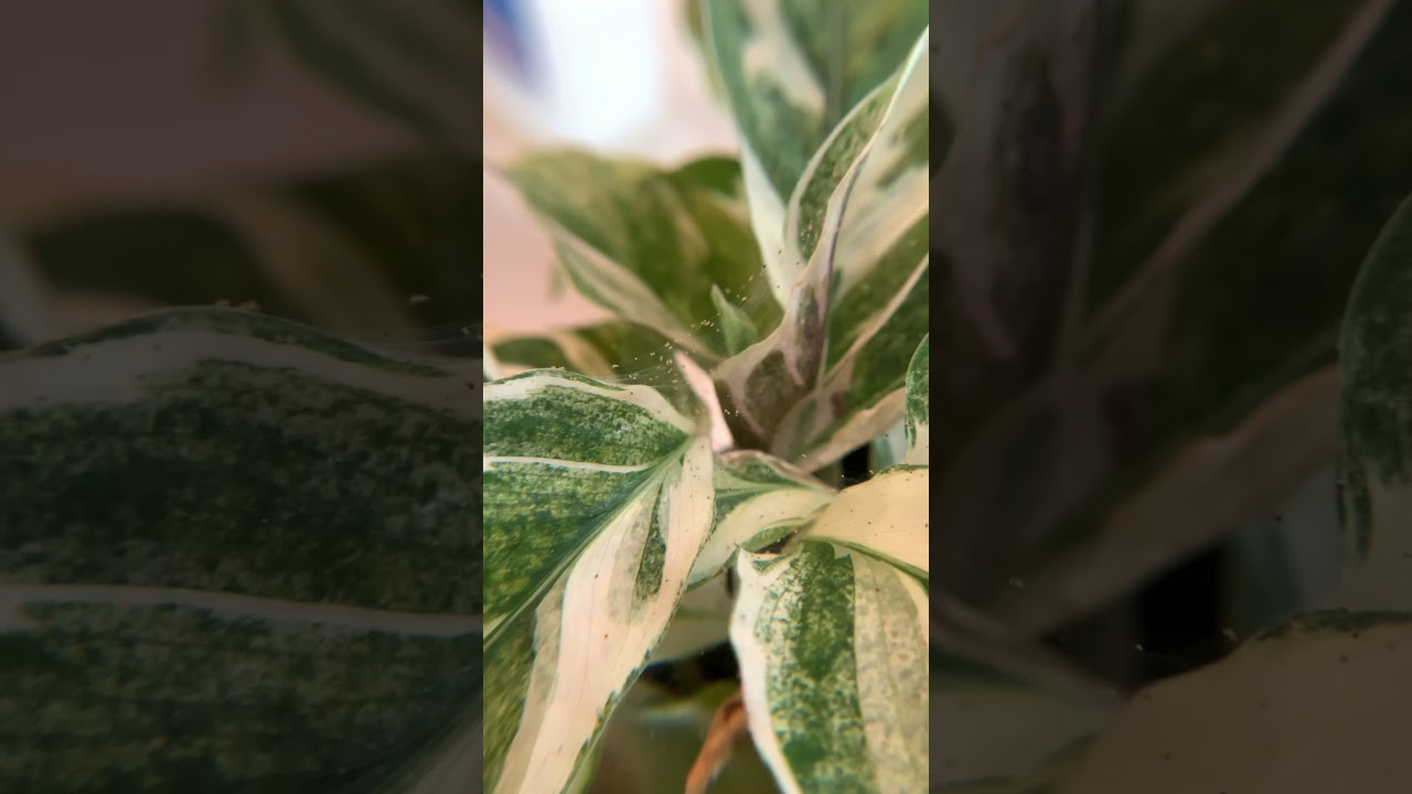 Spider mites up close