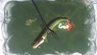 Last Day of Minnesota Pike Spearing 2026