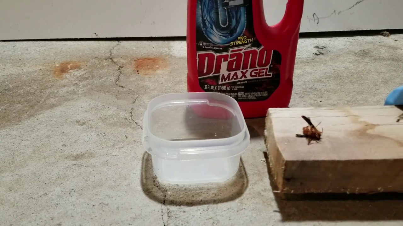 Drain Cleaner Test | Can Draino Dissolve Bugs? Watch and Find Out! - YouTube