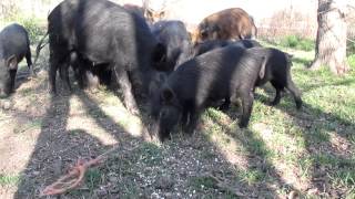 wild piglet's