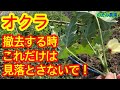 【オクラ】撤去する場合は、必ずこのポイントだけは見落とさずにチェックして下さい。お願いします。
