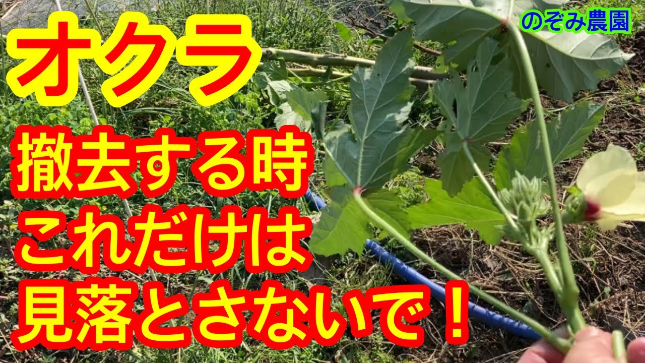 【オクラ】撤去する場合は、必ずこのポイントだけは見落とさずにチェックして下さい。お願いします。